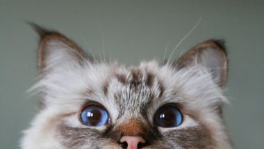 Can you see someone's Twitter (X) Bookmarks?