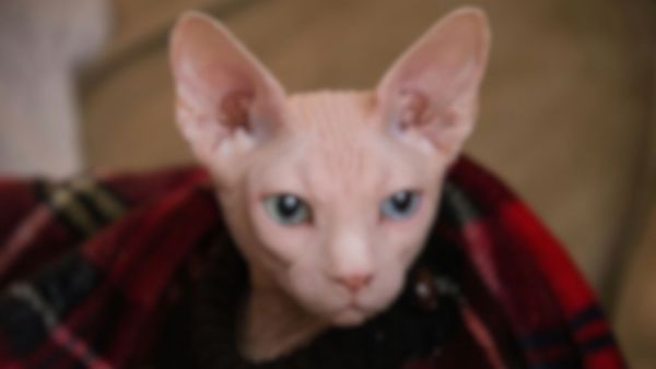 Twitter alt text helps clarify what's in the image.