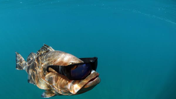 Automated Facebook Posting